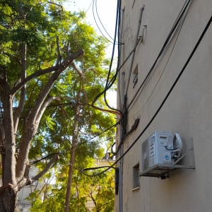 עץ גזום ליד קיר בניין עם כבלים חשמליים