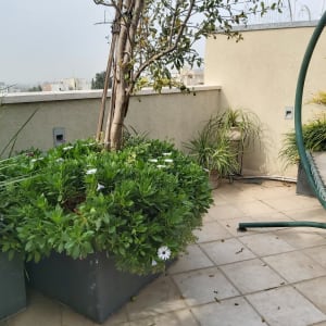 עציצים עם צמחים ירוקים ופרחים לבנים במרפסת