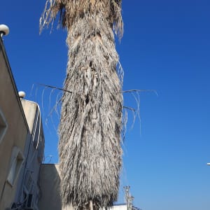 עץ דקל גבוה עם ענפים יבשים שזקוקים לגיזום