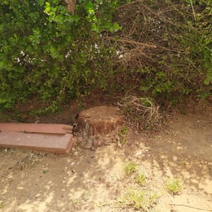 גזע עץ כרות ליד שיחים ירוקים