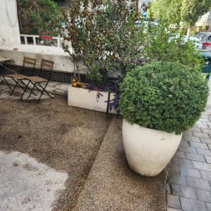 עציצים עם צמחים ירוקים ופרחים כתומים