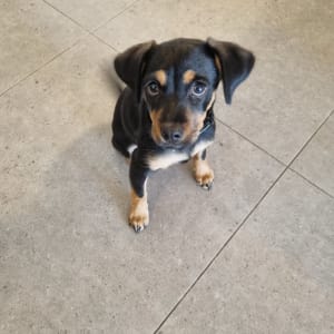 גור כלבים יושב על רצפה, מביט למצלמה