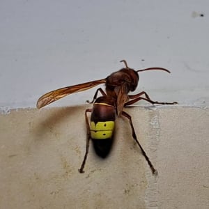 צרעה מזרחית