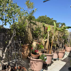 עציצים עם צמחים שונים על מרפסת עם גדר במבוק