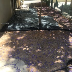 יריעת פלסטיק שחורה על אדמה בגינה עם צינור השקיה