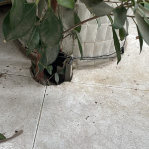 צמח גדל מתוך חור ברצפה ליד צינור חשוף