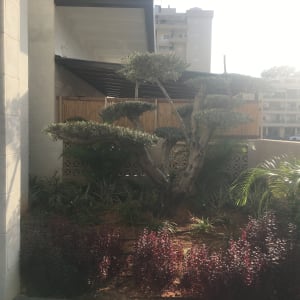 עץ מעוצב עם שיחים מסביב בגינה מטופחת