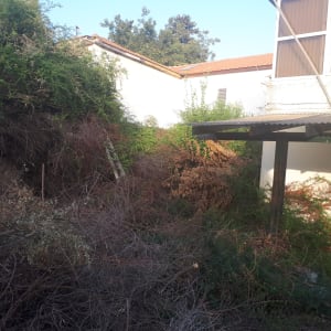 סולם בין שיחים ועשבים בגינה מוזנחת