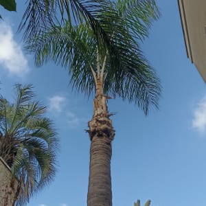 עץ דקל גזום עם ענפים ירוקים