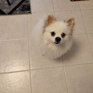 כלב קטן עומד על רצפה, מביט למעלה.