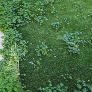 עשבים שוטים על דשא מלאכותי בגינה