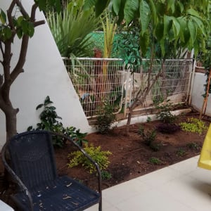 עצים ושיחים בגינה קטנה עם אדמה חשופה