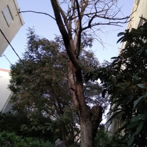 עץ עם ענפים גזומים בחצר בין בניינים