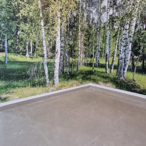 טפט עם תמונת יער עצי ליבנה על קיר חדר