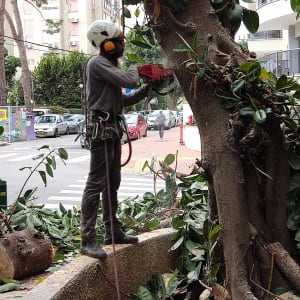 אדם גוזם עץ עם מסור חשמלי