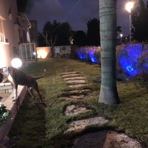 שביל אבנים בגינה עם תאורה וצמחייה