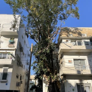 עץ גזום עם ענפים חתוכים ליד בניין