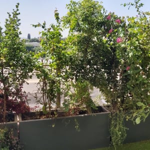 עציצים עם שיחים ירוקים ופרחים ורודים במרפסת