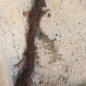 שורשים על הקרקע ליד רגל ומכסה ניקוז