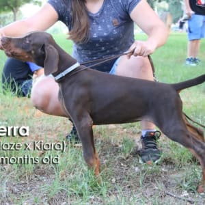 אישה מאמנת כלב צעיר עם רצועה בפארק