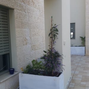 עציצים עם צמחים ופרחים במרפסת