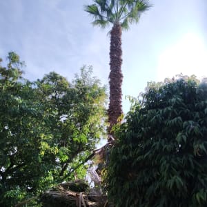 עץ דקל עם ענפים גזומים בחלקו התחתון