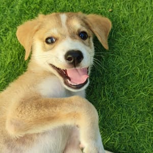 גור כלבים שוכב על דשא ירוק