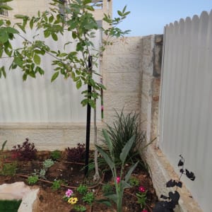 גינה עם פרחים צבעוניים, עץ קטן וצינורות השקיה