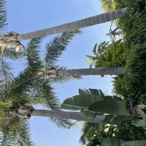 עצים גבוהים עם עלים גזומים בשמיים כחולים