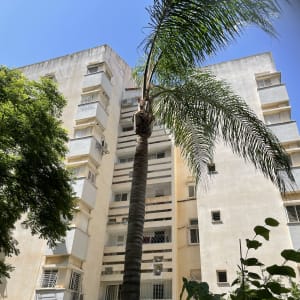 עץ דקל גבוה עם ענפים גזומים חלקית