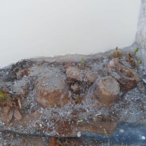 גזעים כרותים עם ניצנים חדשים באדמה