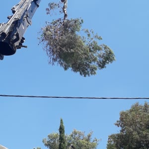 מנוף מרים ענף עץ שנגזם באוויר