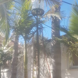 דוד שמש מותקן בין עצי דקל בחצר