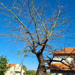 עץ עם ענפים דקים ויבשים, מתאים לגיזום