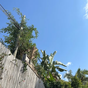 צמחייה גזומה על גדר במבוק