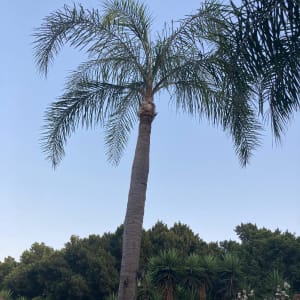 עץ דקל גבוה עם ענפים גזומים