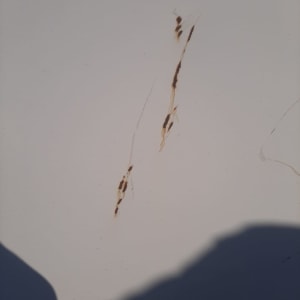 שריטות חלודה על משטח מתכת לבן