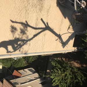 צל של אדם גוזם עץ עם מסור