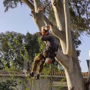 אדם גוזם עץ עם מסור חשמלי