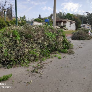 ערימות גזם על המדרכה לאחר גיזום עצים