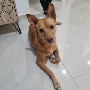 כלב יושב על רצפה ליד אדם עומד