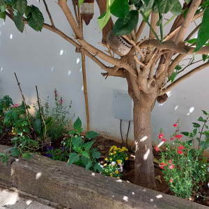 פרחים צבעוניים ושתילים בגינה קטנה ליד עץ