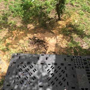 עץ קטן עם עלים ירוקים על אדמה