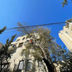 אדם גוזם עץ גבוה עם חבל ליד בניין