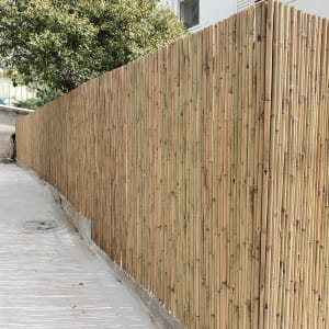 גדר במבוק גבוהה לאורך שביל בטון צר