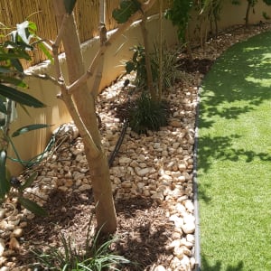 עץ ושתילים על חיפוי אבנים בגינה