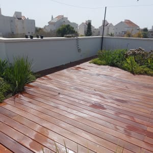 דק עץ רטוב עם צמחייה ירוקה מסביב