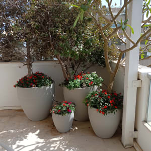 עציצים עם פרחים ועצים במרפסת