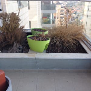 עציצים ירוקים עם צמחים יבשים במרפסת