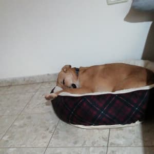 כלב ישן במיטה על הרצפה